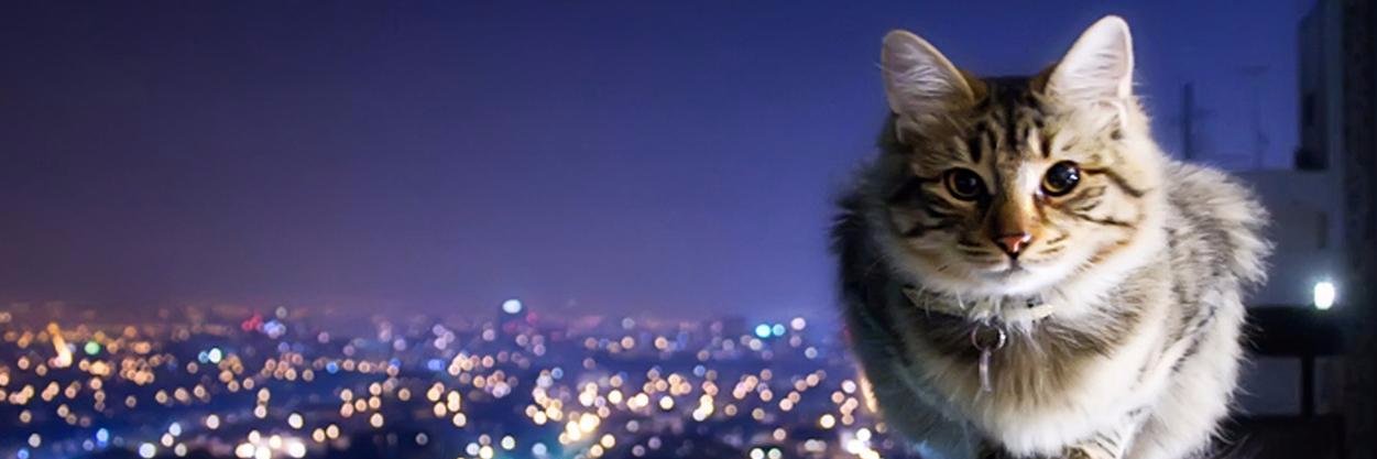 3141592653A's profile banner image
