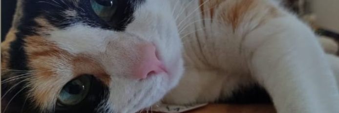 __dr4m4's profile banner image