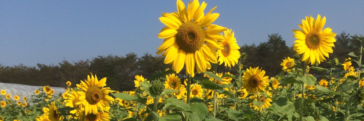 hekeprincess's profile banner image