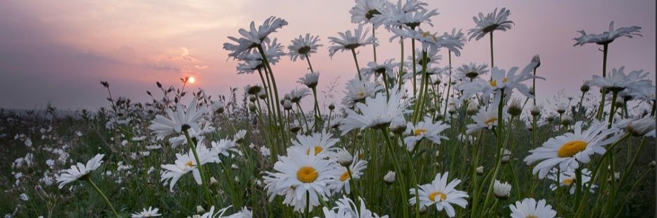 MeLTeM_291's profile banner image