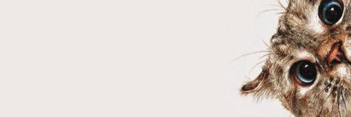 Lampones's profile banner image