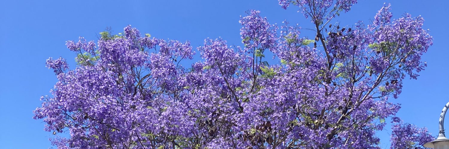 Carolina Balderrama banner