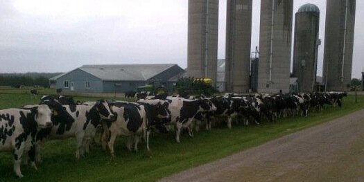 dairynatwright's profile banner image