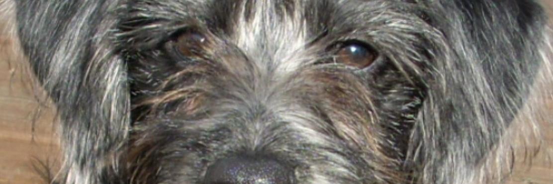 dar_thomas's profile banner image