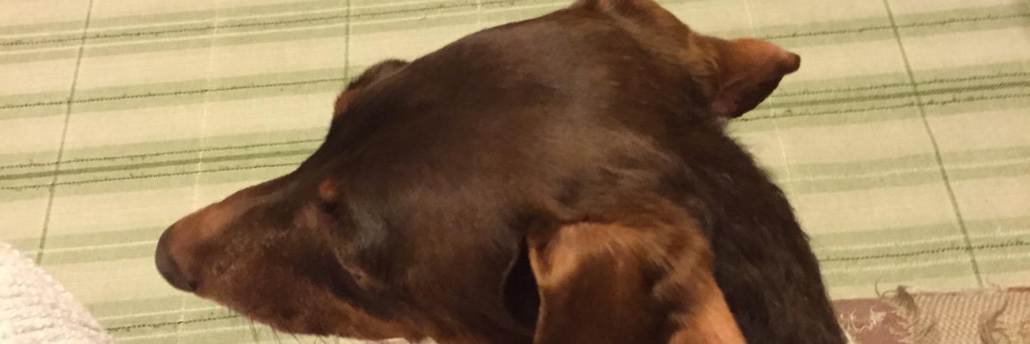 mocchyfez's profile banner image