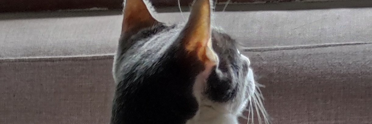 abbanos's profile banner image