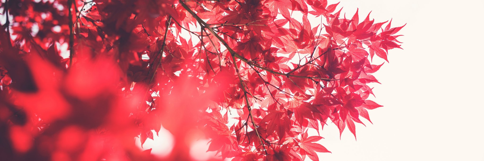 invocation_'s profile banner image