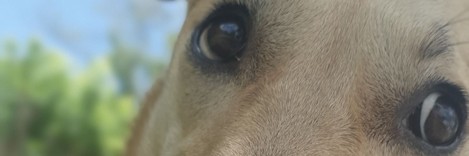 LuigiVM's profile banner image