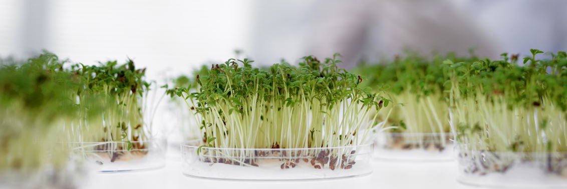 SGS Crop Science - Canada banner