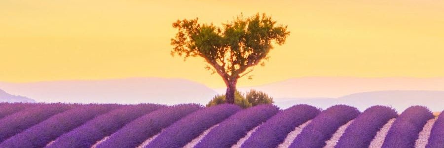 MrGegius's profile banner image