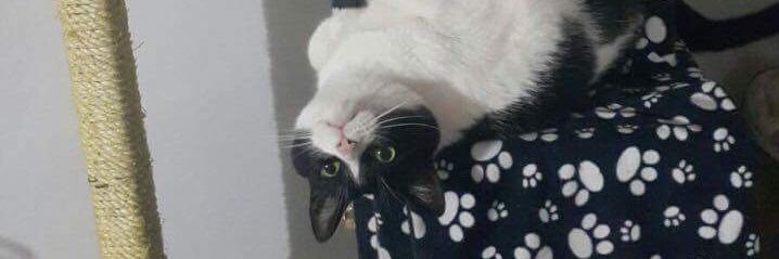 Daniela Buitrago banner