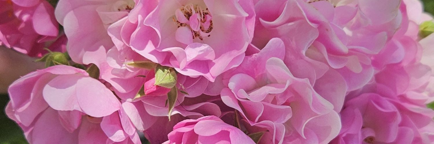 Karin Alton banner
