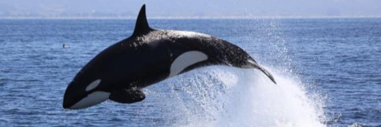 saveawhale2015's profile banner image