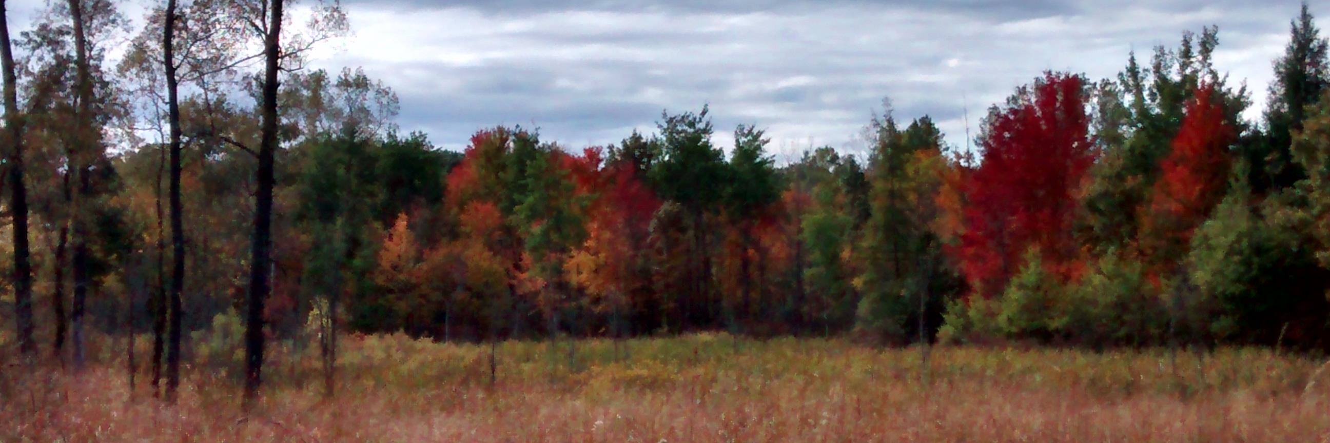 Patty Fournier banner