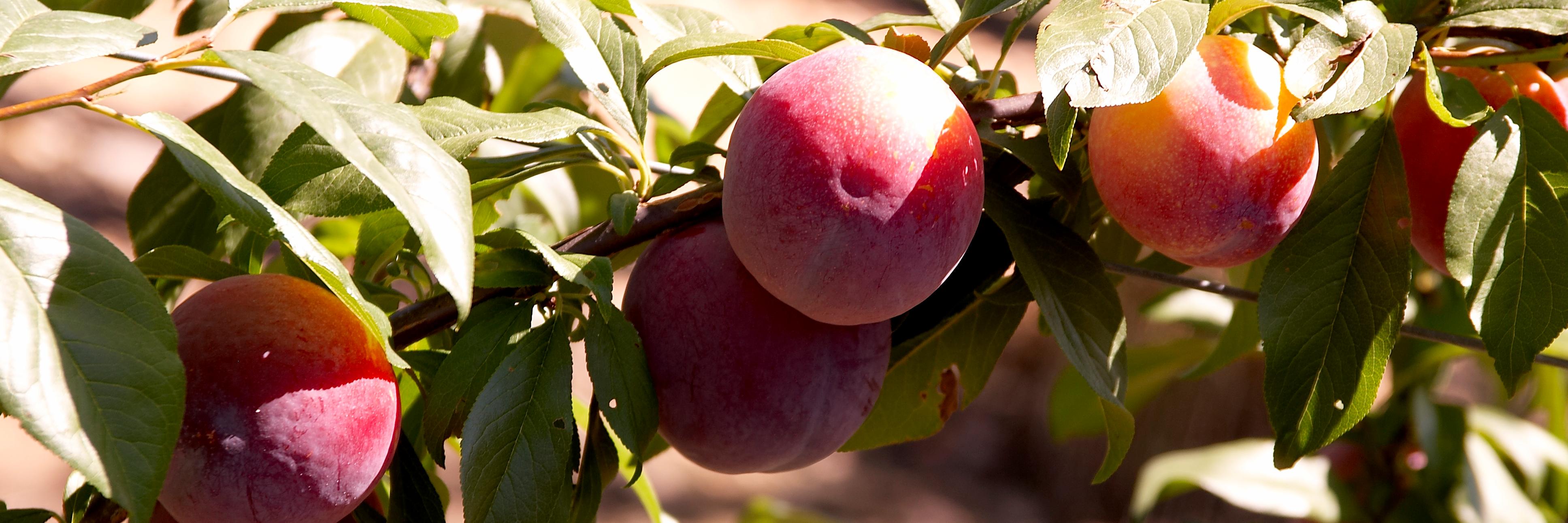 land_fruit's profile banner image
