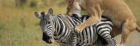 TheAnimalPIanet's profile banner image