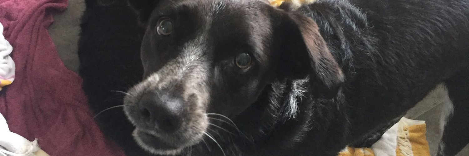 TarynLynnL's profile banner image