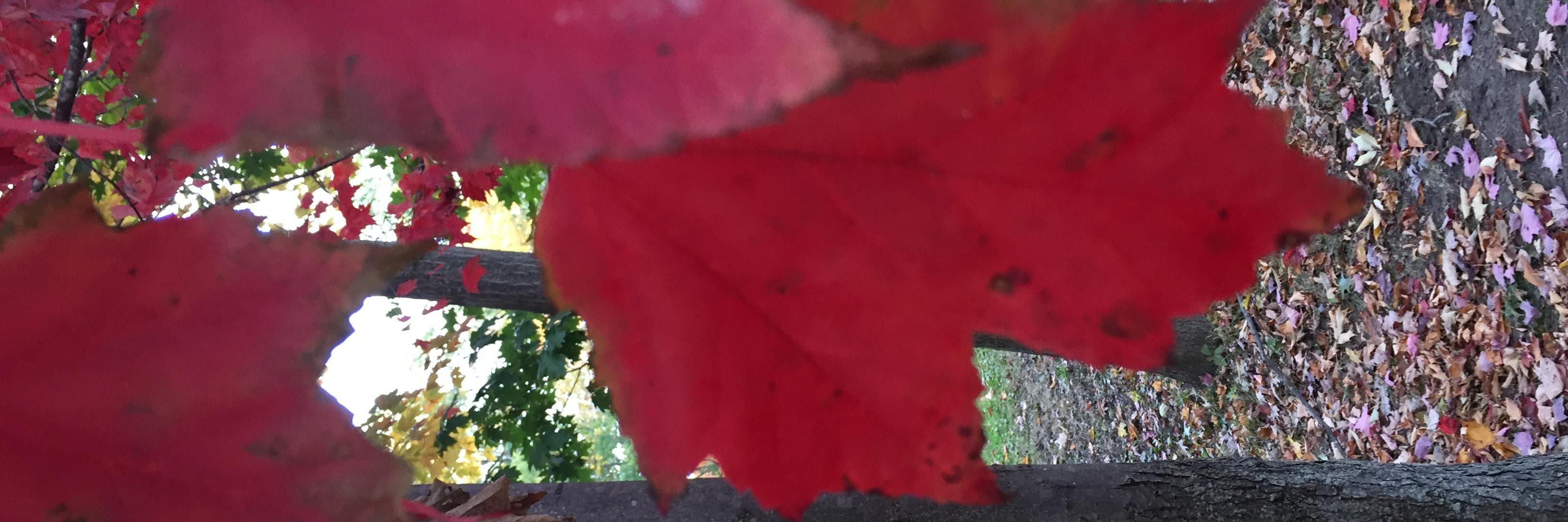 gingerjo73's profile banner image