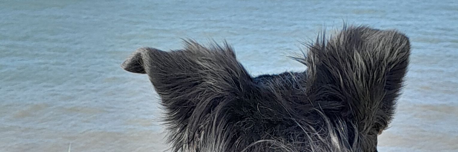 Jakki Duffy banner