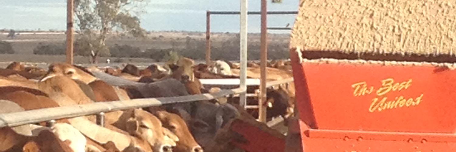 Sherrill Stivano banner