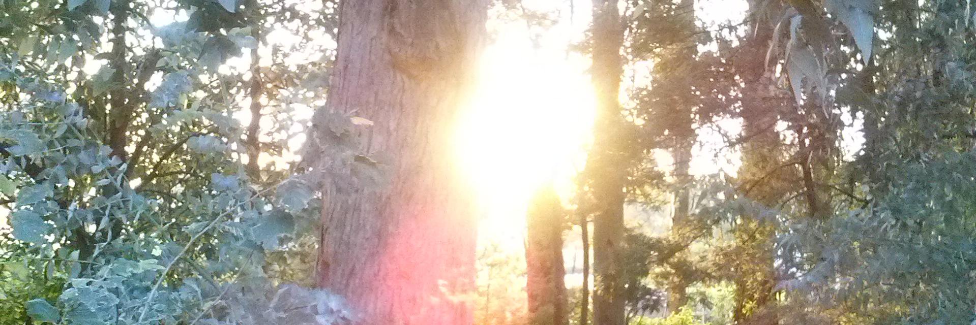 silvitaweing's profile banner image