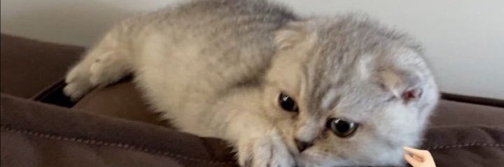 AsyCtn's profile banner image
