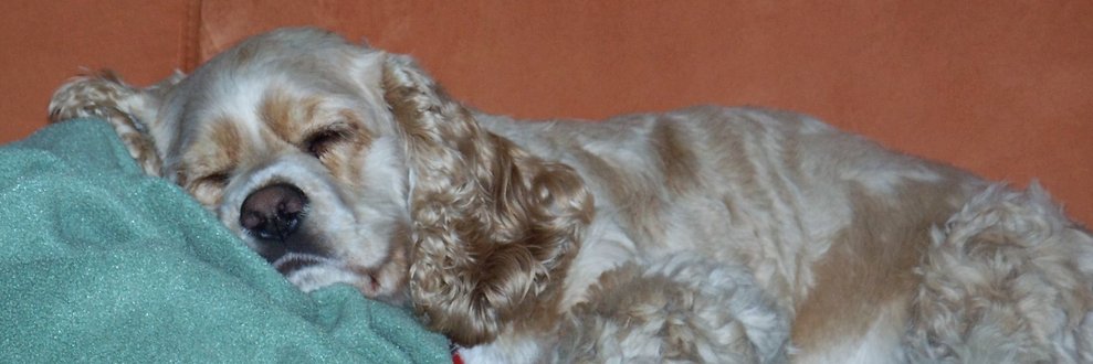 WeLoveDogsUSA's profile banner image
