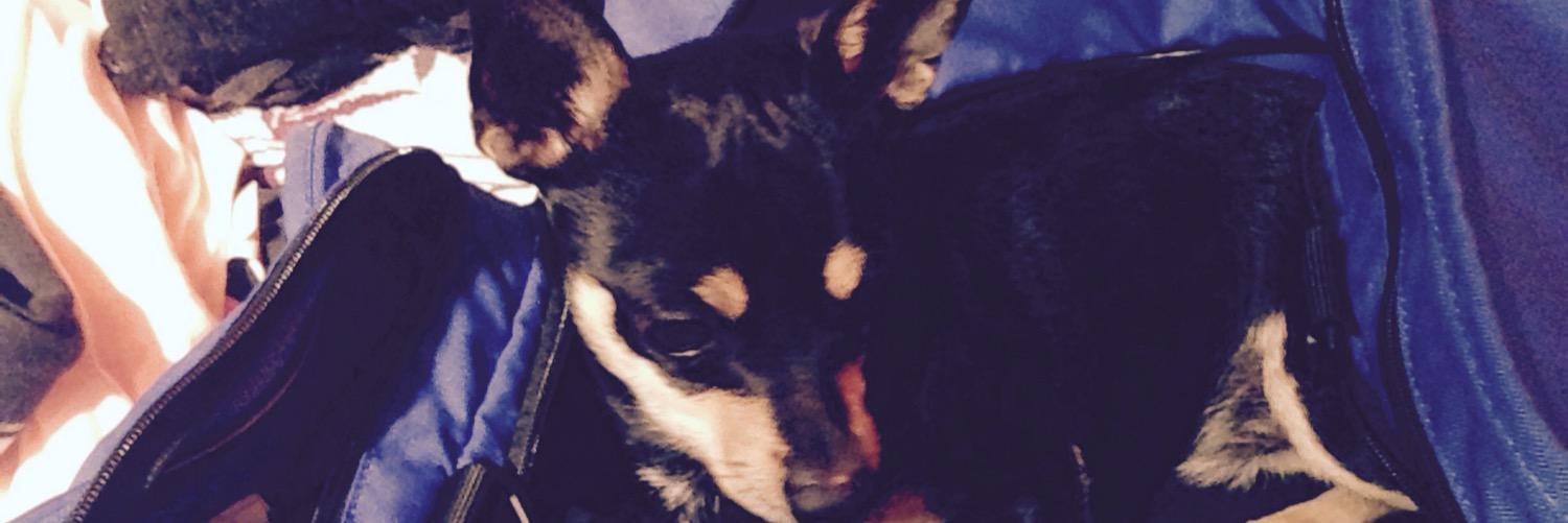 WeissAmber's profile banner image