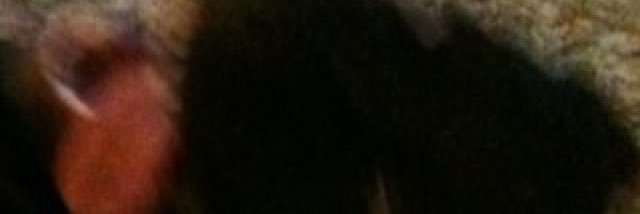 Wellington Rawls banner