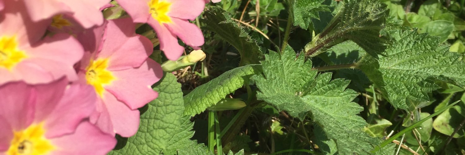 MilestoneDetox's profile banner image