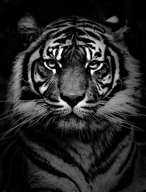 Ali_Salal's profile banner image
