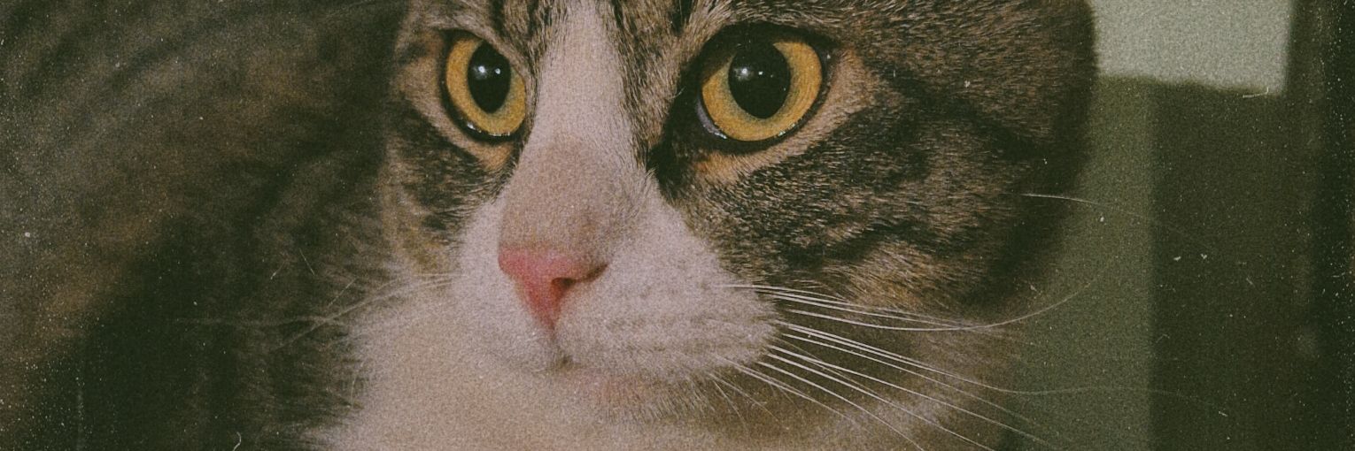 CSiligine's profile banner image