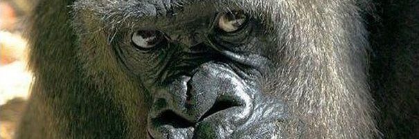 TheTweetmann's profile banner image