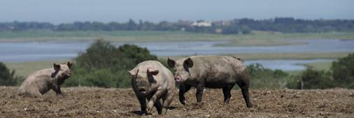 Suffolk Feast banner