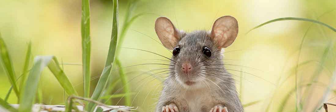 anymouse banner