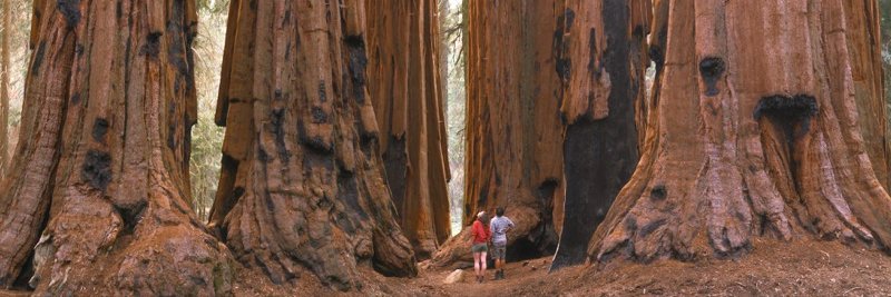 Sequoia Parks Conservancy banner
