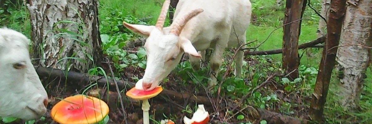 Chuckles the goat clown banner