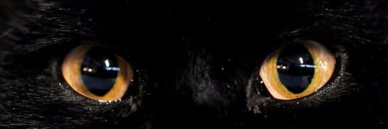 trissia1's profile banner image