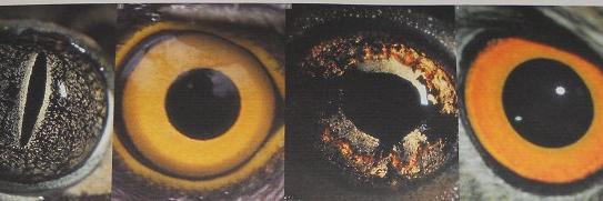 Erdem Pulcu's banner