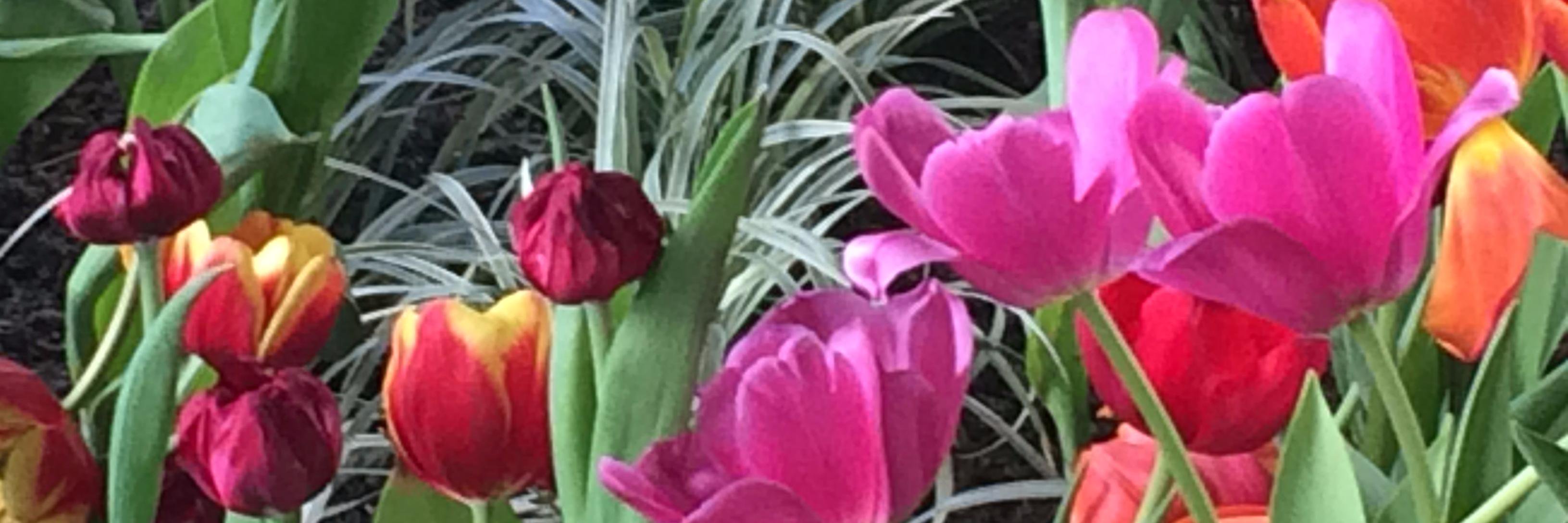 Nubia R Sanchez M banner