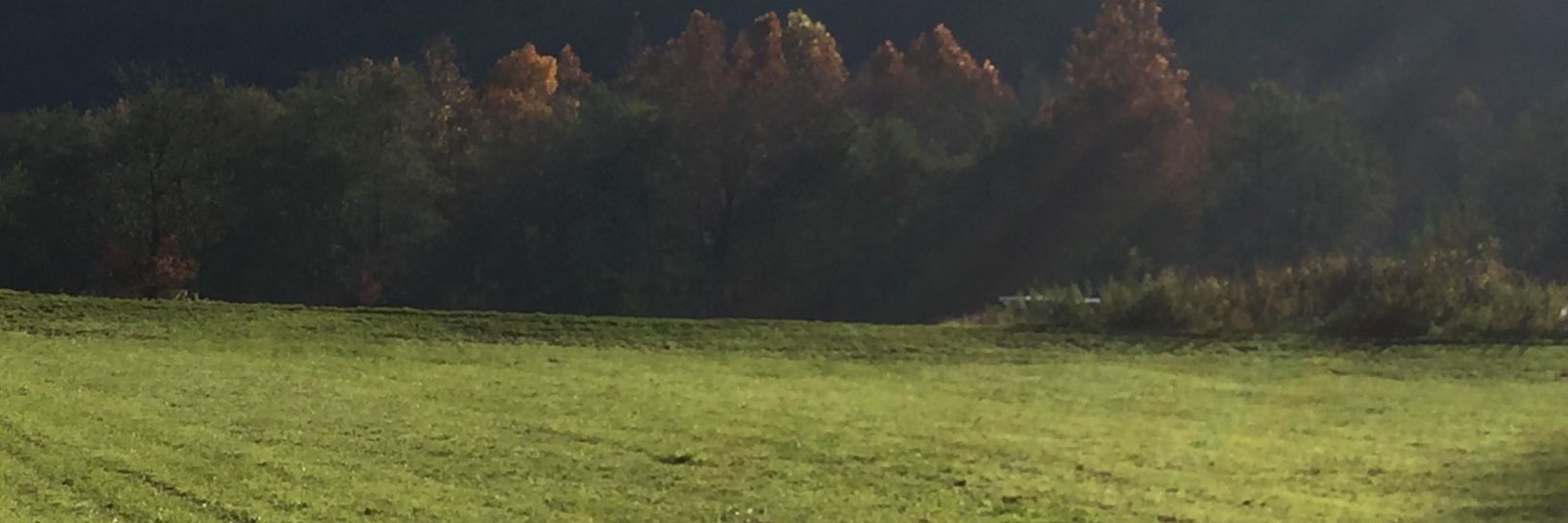 vbonfadini's profile banner image