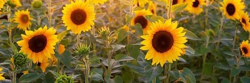 Julie Macrina banner