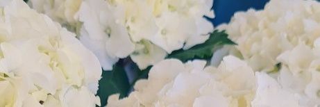 Maria Forner banner