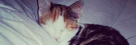 Josy_gey's profile banner image