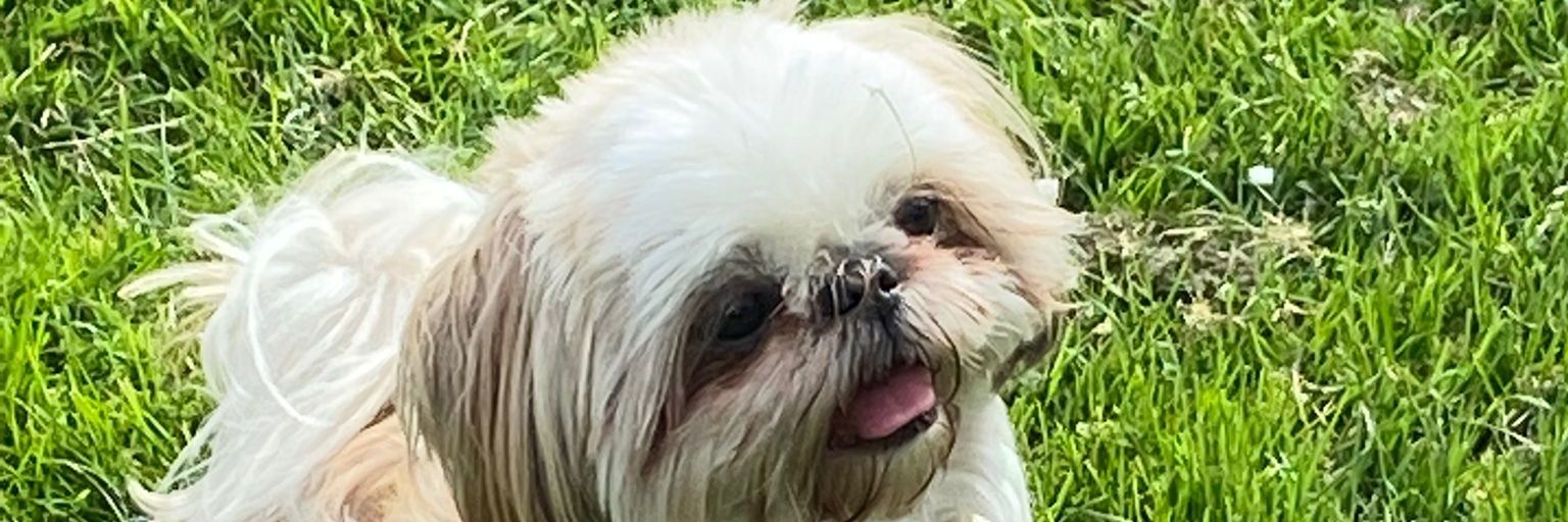 tj banner