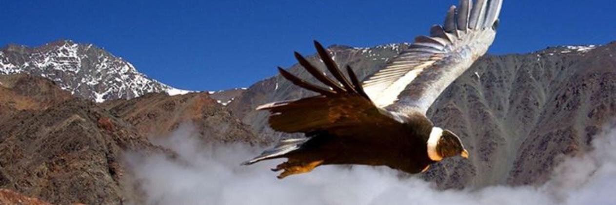 helderdeandrade's profile banner image