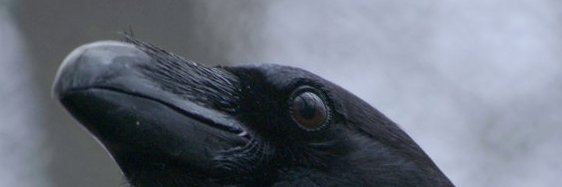 T Jensen banner