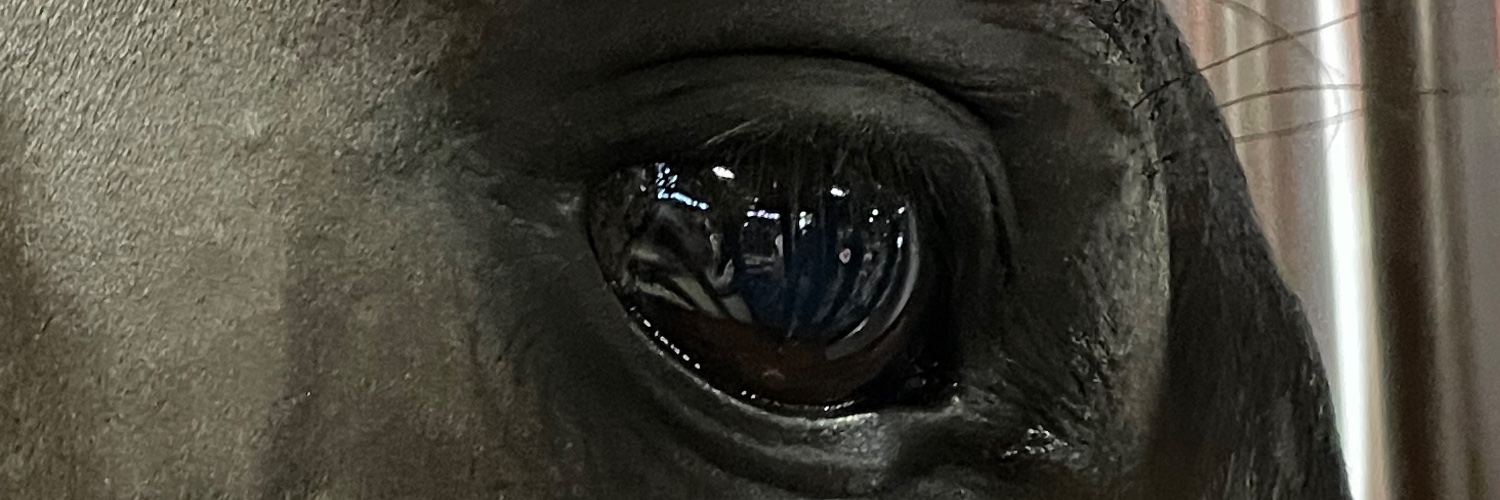 Partridge 🎩 🟦 banner