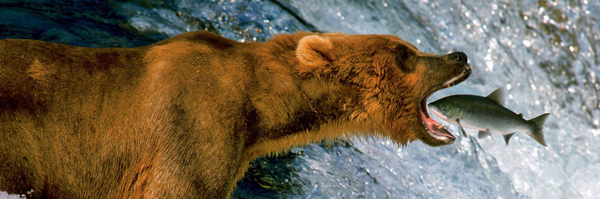 Indy Nature banner