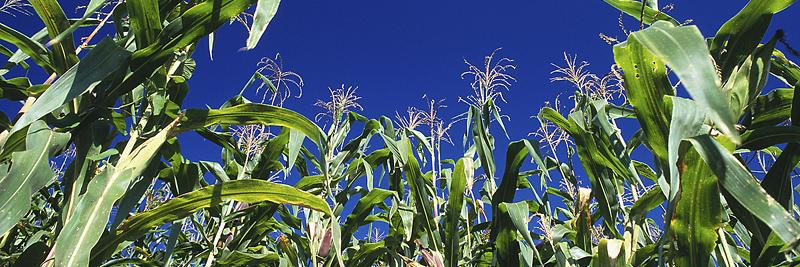 Arizona Farm Bureau banner